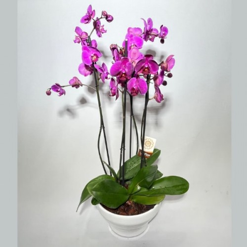 Taça de Flores orquídeas Pink