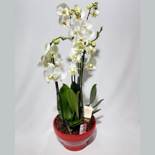 Taça de Flores orquídeas Elegância